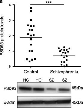 Anti-postssynaptisches-Dichteprotein-95-Antikörper, Klon&nbsp;7E3-1B8 clone 7E3-1B8, Chemicon&#174;, from mouse