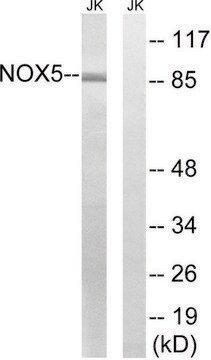 Anti-NOX5, antibody produced in rabbit affinity isolated antibody