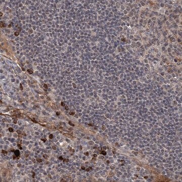 Anti-GPR132 antibody produced in rabbit Prestige Antibodies&#174; Powered by Atlas Antibodies, affinity isolated antibody, buffered aqueous glycerol solution, ab2