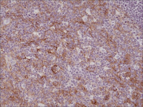 Anti-CD11b (integrin alpha-M) antibody, Rabbit Monoclonal recombinant, expressed in HEK 293 cells, clone RM290, purified immunoglobulin