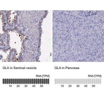 抗-GLA 兔抗 Ab2, Prestige Antibodies&#174; Powered by Atlas Antibodies, affinity isolated antibody, buffered aqueous glycerol solution