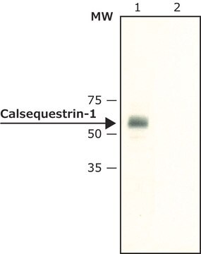 Anti-Calsequestrin-1 ~1.6&#160;mg/mL, affinity isolated antibody, buffered aqueous solution