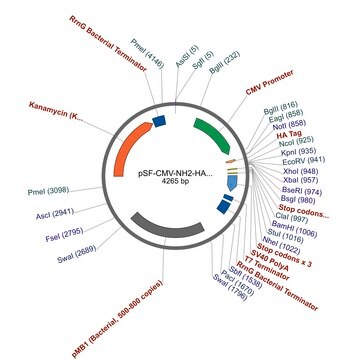 PSF-CMV-NH2-HA-EKT-NCOI - N-TERMINAL FLU HA TAG PLASMID plasmid vector for molecular cloning