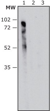 Anti-Pseudomonas aeruginosa LPS antibody, Mouse monoclonal clone PSL-52, purified from hybridoma cell culture