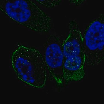 Anti-SSTR5 antibody produced in rabbit Prestige Antibodies&#174; Powered by Atlas Antibodies, affinity isolated antibody