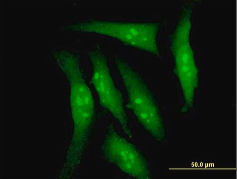 Monoclonal Anti-DYRK2 antibody produced in mouse clone 6E2, purified immunoglobulin, buffered aqueous solution