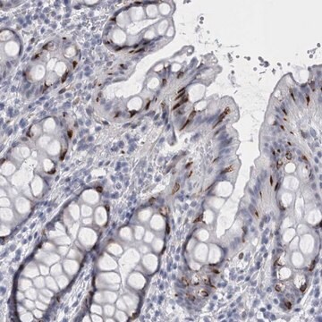 Anti-VWDE antibody produced in rabbit Prestige Antibodies&#174; Powered by Atlas Antibodies, affinity isolated antibody, buffered aqueous glycerol solution