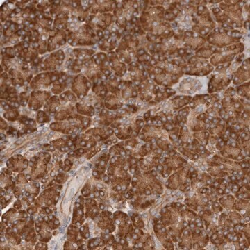 Anti-RPS6 antibody produced in rabbit Prestige Antibodies&#174; Powered by Atlas Antibodies, affinity isolated antibody, buffered aqueous glycerol solution