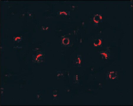 Anti-DCR1 (ab2) antibody produced in rabbit affinity isolated antibody, buffered aqueous solution