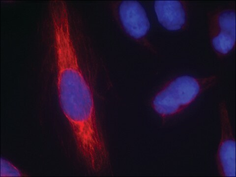 Anti-NOS1 (Ab-852) antibody produced in rabbit affinity isolated antibody