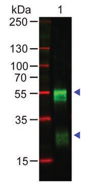 Anti-Rabbit IgG (H+L), highly cross adsorbed antibody produced in goat affinity isolated antibody, buffered aqueous solution