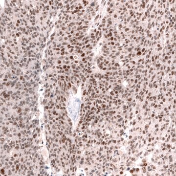 Monoclonal Anti-Smarcb1 Antibody Produced In Mouse Prestige Antibodies&#174; Powered by Atlas Antibodies, clone CL13992, affinity isolated antibody, buffered aqueous glycerol solution