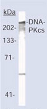 Anti-DNA-PK (Ab-2) Mouse mAb (18-2) liquid, clone 18-2, Calbiochem&#174;