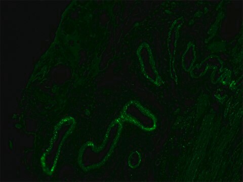 抗マウスIgG (Fc特異的) F(ab&#8242;)2 フラグメント&#8722;FITC ヤギ宿主抗体 affinity isolated antibody, buffered aqueous solution