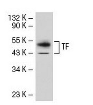 Anti-Tissue Factor Mouse mAb (TF9-10H10) lyophilized, clone TF9-10H10, Calbiochem&#174;