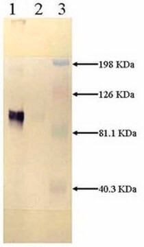 Anti-LRP, Light Chain Mouse mAb (5A6) liquid, clone 5A6, Calbiochem&#174;