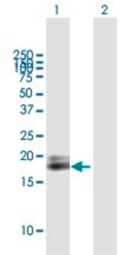 ANTI-IFNA1 antibody produced in mouse purified immunoglobulin, buffered aqueous solution