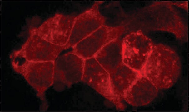 Anti-Flotillin 2 (C-terminal) ~1&#160;mg/mL, affinity isolated antibody, buffered aqueous solution