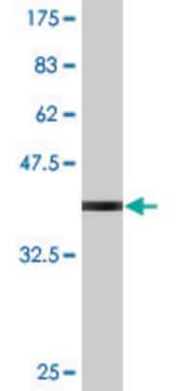 Monoclonal Anti-AKAP7 antibody produced in mouse clone 1F9, purified immunoglobulin, buffered aqueous solution