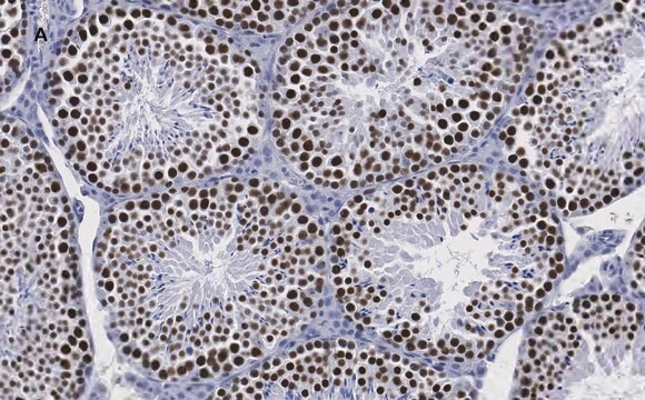 抗Sirt1 (Sir2) 抗体 クローン1G16 ZooMAb&#174;ウサギモノクローナル recombinant, expressed in HEK 293 cells