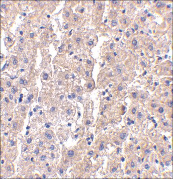 Anti-DRAM (ab2) antibody produced in rabbit affinity isolated antibody, buffered aqueous solution