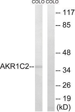 Anti-AKR1C2 antibody produced in rabbit affinity isolated antibody