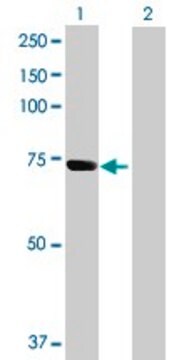 Anti-SH3PX3 antibody produced in mouse purified immunoglobulin, buffered aqueous solution