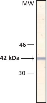 Monoklonaler Anti-Aktin-Antikörper , &#945;-Glattmuskel clone 1A4, purified from hybridoma cell culture