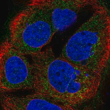 Anti-BTG4 antibody produced in rabbit Prestige Antibodies&#174; Powered by Atlas Antibodies, affinity isolated antibody