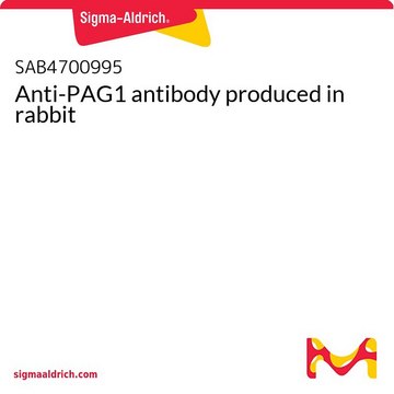 Anti-PAG1 antibody produced in rabbit