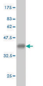 Monoclonal Anti-CACNA1I antibody produced in mouse clone 3H5, purified immunoglobulin, buffered aqueous solution