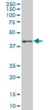 Anti-HLA-E antibody produced in mouse IgG fraction of antiserum, buffered aqueous solution