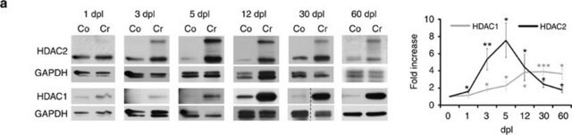 モノクローナル抗ヒストン脱アセチル化酵素2(HDAC2)抗体 マウス宿主抗体 clone HDAC2-62, purified from hybridoma cell culture