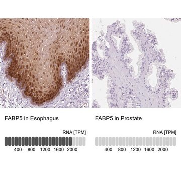 Anti-FABP5 antibody produced in rabbit Prestige Antibodies&#174; Powered by Atlas Antibodies, affinity isolated antibody, buffered aqueous glycerol solution