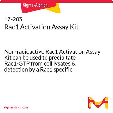 Rac1活化测定试剂盒 Non-radioactive Rac1 Activation Assay Kit can be used to precipitate Rac1-GTP from cell lysates &amp; detection by a Rac1 specific monoclonal antibody.