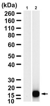 Anti-Bacteriophage MS2 Antibody, clone 1B21 ZooMAb&#174; Rabbit Monoclonal recombinant, expressed in HEK 293 cells