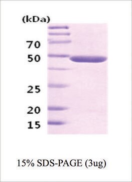 Neuron-Specific Enolase human recombinant, expressed in E. coli, &#8805;95% (SDS-PAGE)