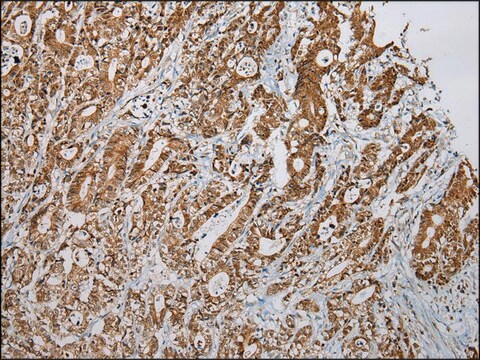 Anti-LSAMP affinity isolated antibody