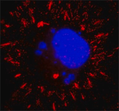 Anti-VSV Glycoprotein antibody, Mouse monoclonal clone P5D4, purified from&nbsp;hybridoma&nbsp;cell culture