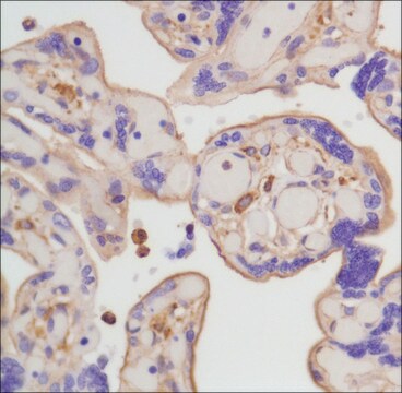 抗&#946;-肌动蛋白抗体，兔单克隆 clone SP124, recombinant, expressed in proprietary host, affinity isolated antibody