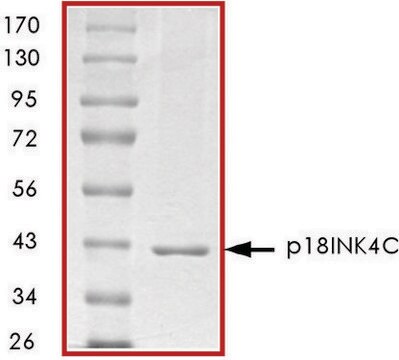 p18INK4C, GST tagged human recombinant, expressed in E. coli, &#8805;70% (SDS-PAGE), buffered aqueous glycerol solution