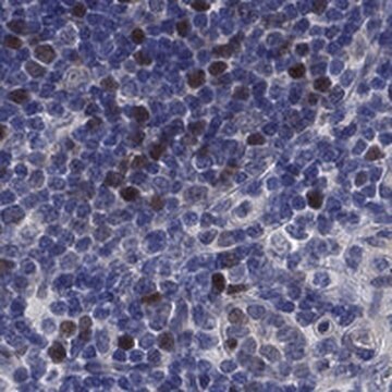 Anti-E2F8 antibody produced in rabbit Prestige Antibodies&#174; Powered by Atlas Antibodies, affinity isolated antibody, buffered aqueous glycerol solution