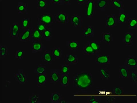 Monoclonal Anti-MCM3 antibody produced in mouse clone 4F7, purified immunoglobulin, buffered aqueous solution