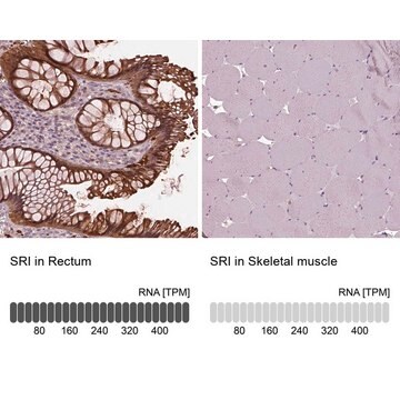 Anti-SRI antibody produced in rabbit Prestige Antibodies&#174; Powered by Atlas Antibodies, affinity isolated antibody