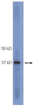 Anti-SOCS1 Antibody, clone 4H1 clone 4H1, Upstate&#174;, from mouse