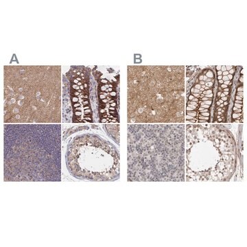 Anti-SORBS1 antibody produced in rabbit Prestige Antibodies&#174; Powered by Atlas Antibodies, affinity isolated antibody, buffered aqueous glycerol solution