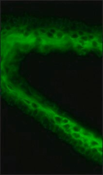 モノクローナル抗サイトケラチン, pan抗体 マウス宿主抗体 clone C-11, purified from hybridoma cell culture