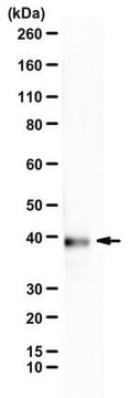 Anti-alpha-synuclein N103 fragment from rabbit