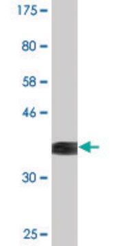 Monoclonal Anti-NFIX antibody produced in mouse clone 3D2, purified immunoglobulin, buffered aqueous solution