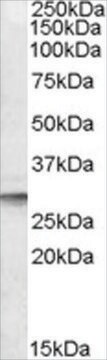 Anti-DPM1 (AB1) antibody produced in goat affinity isolated antibody, buffered aqueous solution